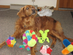 Nigel, waiting for all of his toys