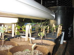 March 14: Tomatoes
