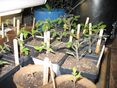 March 14: Tomatoes
