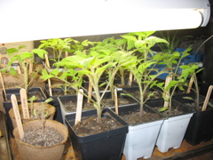 March 22: Tomatoes