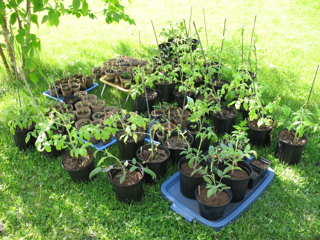 Potted plants, waiting to go into the ground