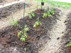 Tomatoes