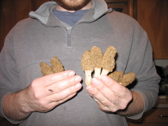Morel Mushrooms