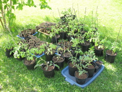 Potted plants, waiting to go into the ground