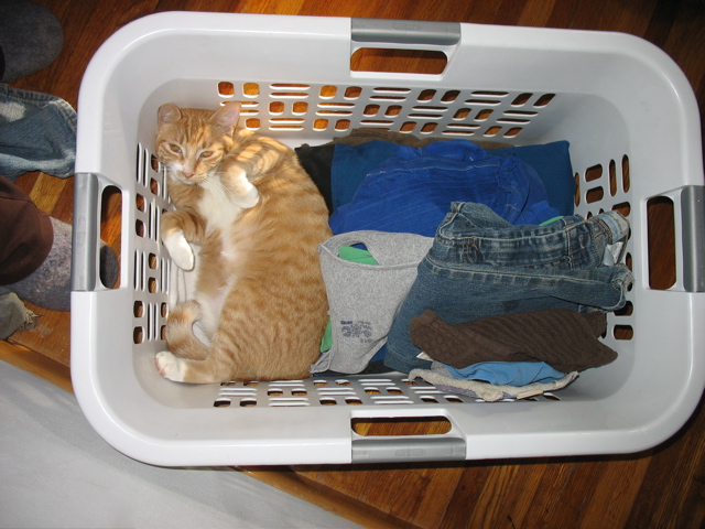 ... crazy cat