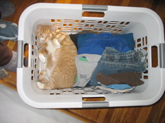 ... crazy cat