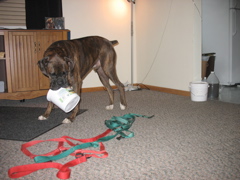 Puck loves peanut butter too