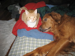 Niko and Nigel