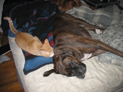 Niko and Puck