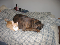 Buddies