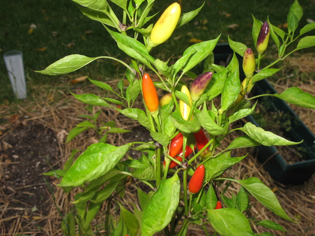 Purira Peppers