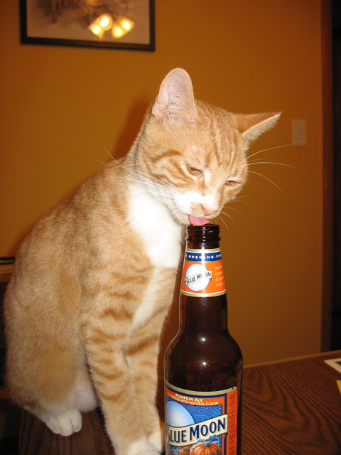 Niko enjoys a beer now and then