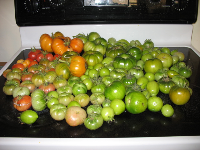 October 9 - harvested all of the tomatoes