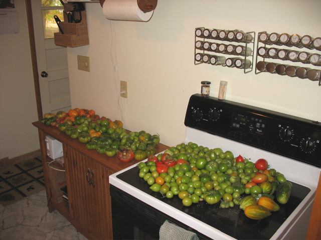 ... a RIDICULOUS amount of tomatoes!