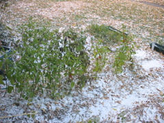 Just in time - first snowfall