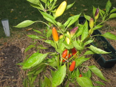Purira Peppers