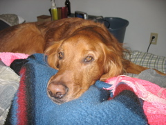 Nigel