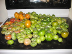 October 9 - harvested all of the tomatoes