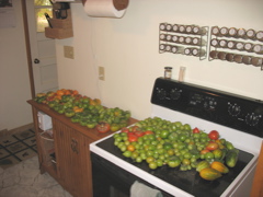 ... a RIDICULOUS amount of tomatoes!