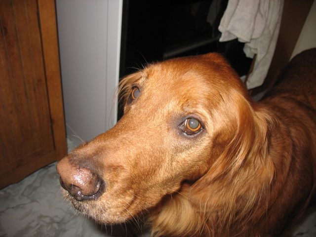 Nigel