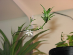Spider Plant