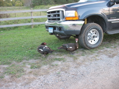 Ducks