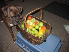 Puck and some delicious tomatoes and eggplants