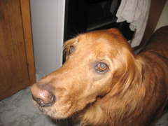 Nigel