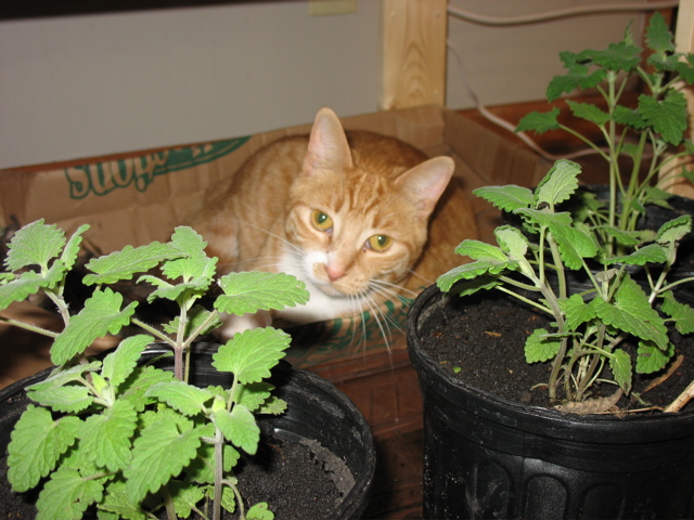 Niko and Catnip