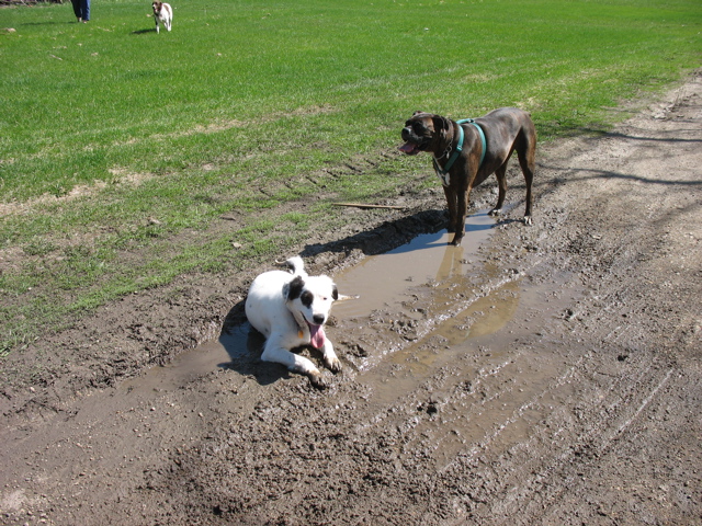 Lolly and Puck