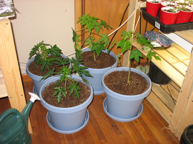 My papayas! 