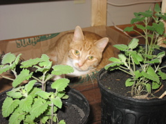 Niko and Catnip