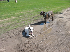 Lolly and Puck