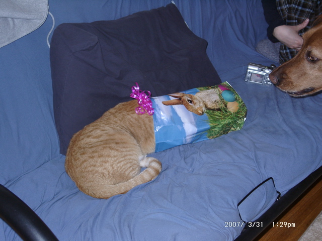 Niko and a present