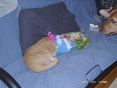 Niko and a present