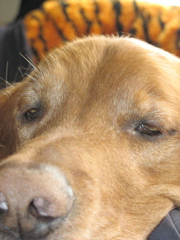 Nigel