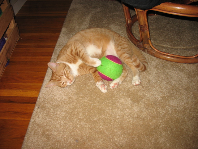 Niko and Nigel's Ball
