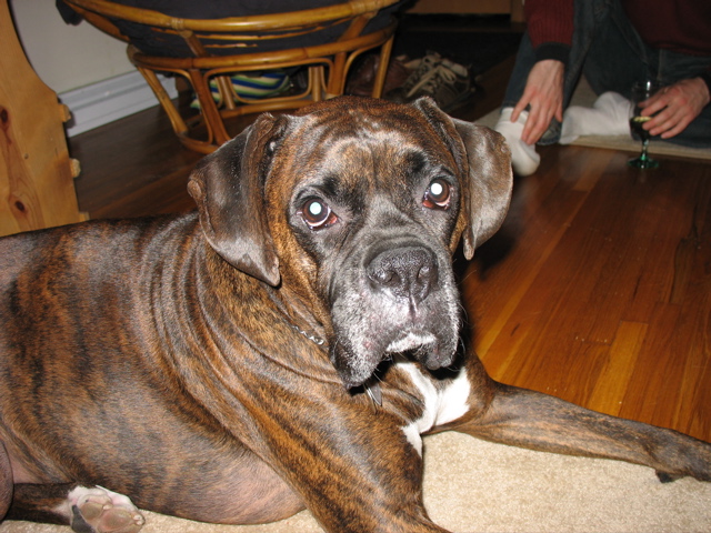 Puck - he's so photogenic!