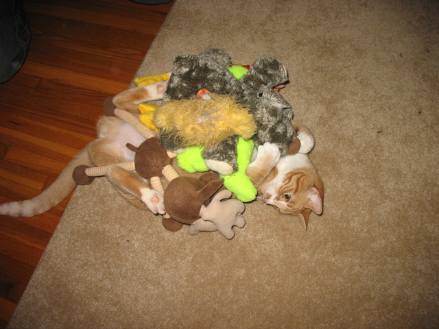Niko loves toys